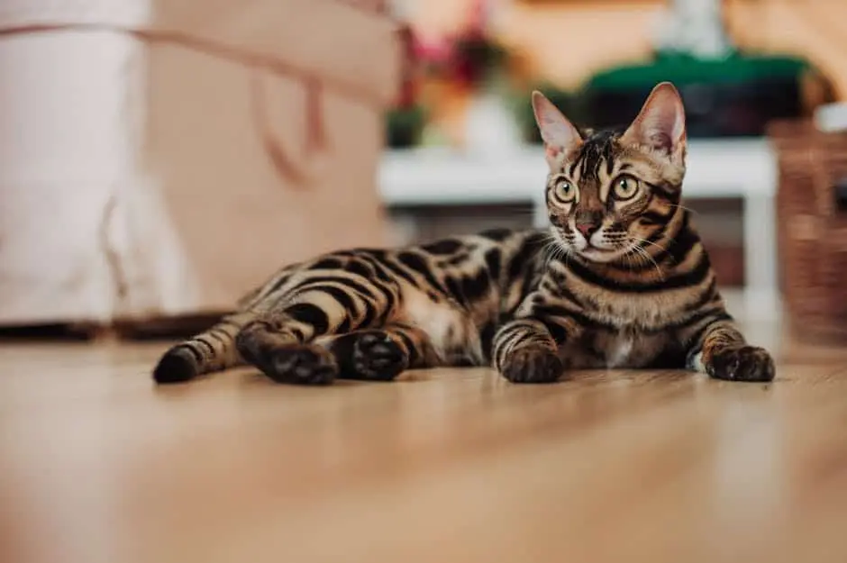 Wooden floor maintenance tips