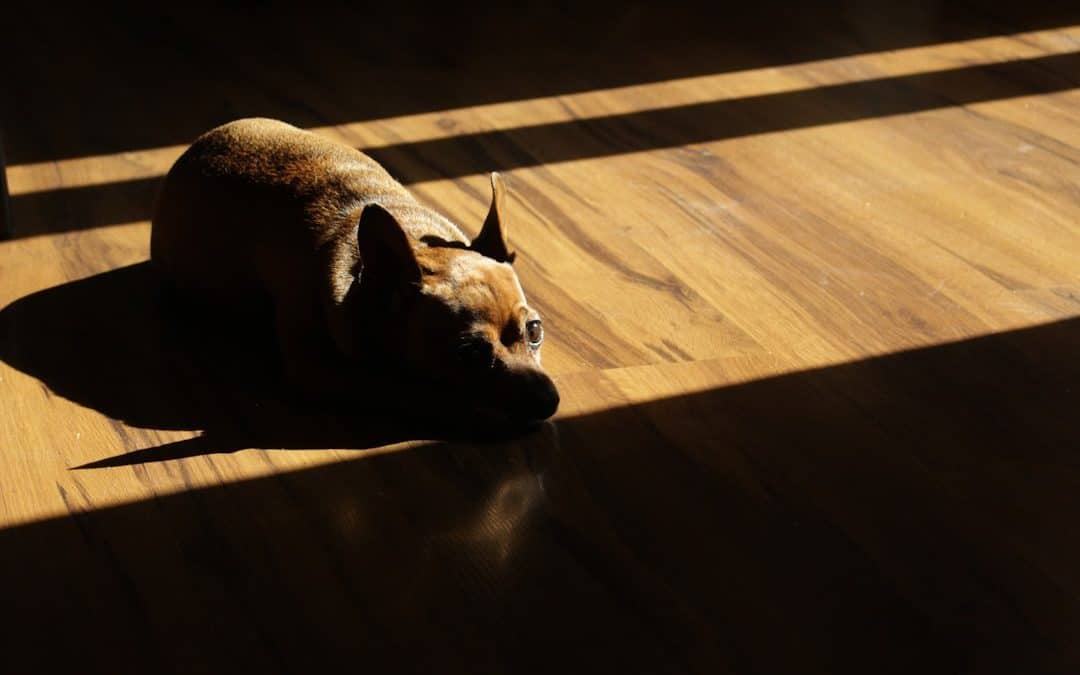 The Ultimate Guide to Hardwood Floors for Pet Owners