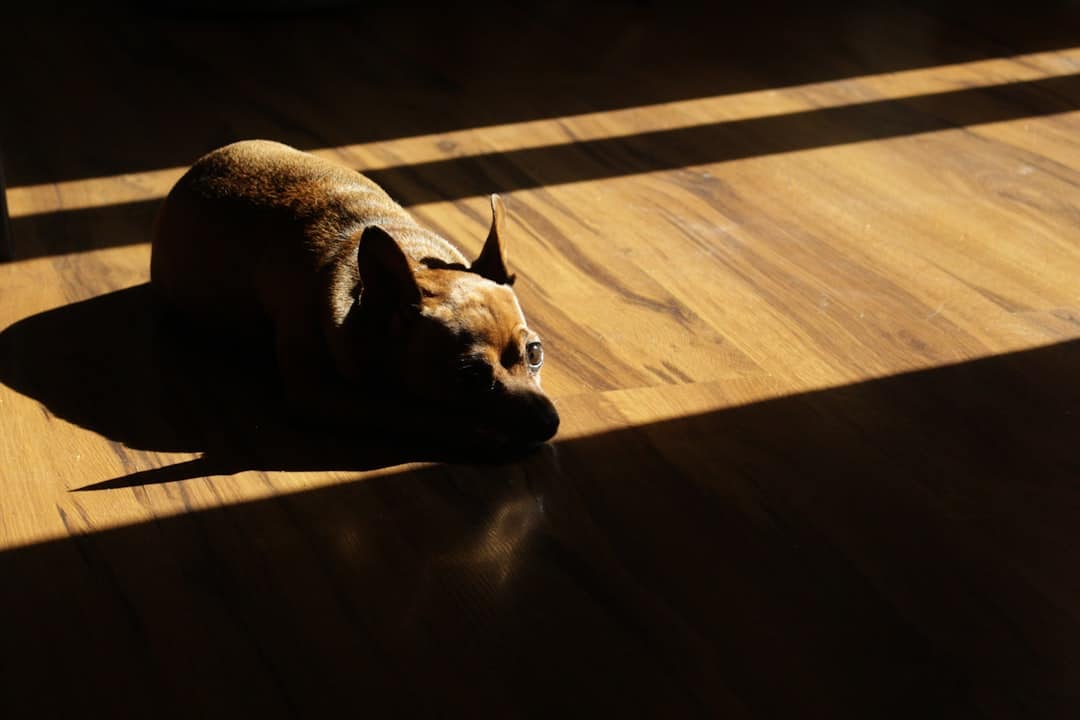 The Ultimate Guide to Hardwood Floors for Pet Owners