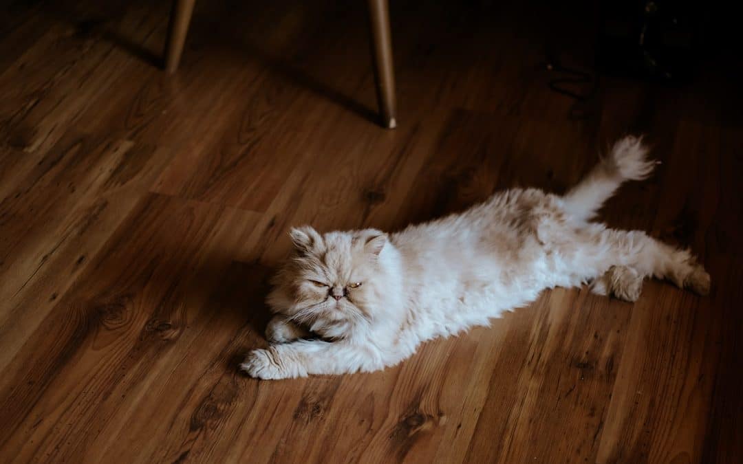 Floored by Prices? Your Ultimate Hardwood Flooring Cost Guide