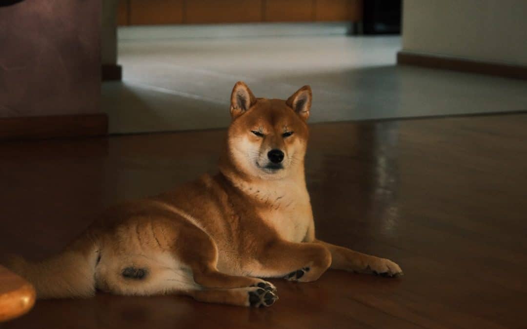 Hardwood Floors: Your Home’s Healthiest and Happiest Choice