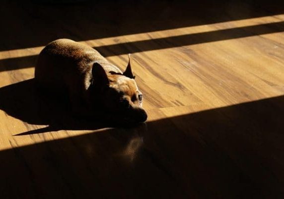 hardwood floors for pets