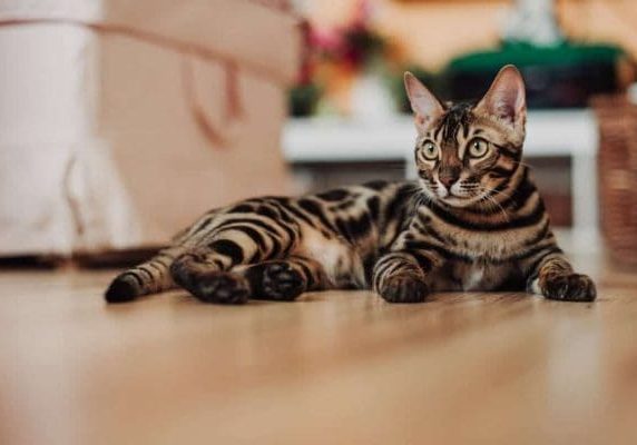 Wooden floor maintenance tips